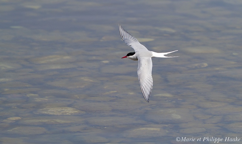 Sterne pierregarin 6792_wm.jpg - Sterne pierregarin, Common Tern, Sterna hirundo (Öland, Suède, mai 2011)